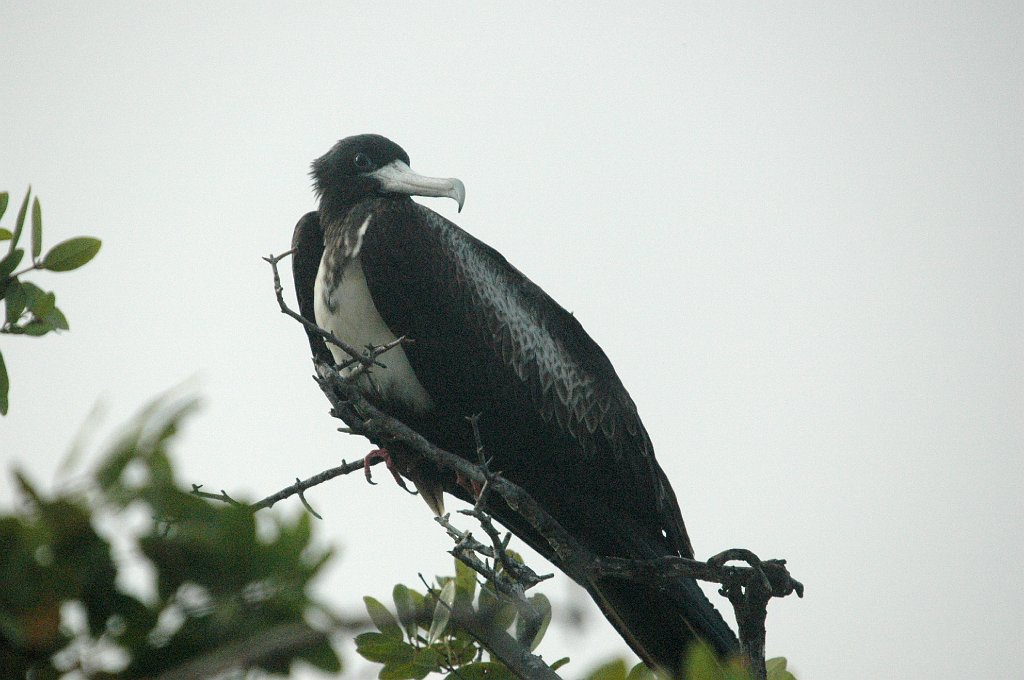 Frigatebird, Magnificant, 2004-11014354.JPG - Magnificent Frigatebird, Galapagos, 2004